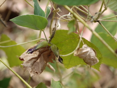 Mucuna pruriens