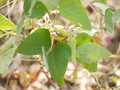 Mucuna pruriens