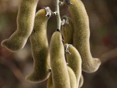 Mucuna pruriens