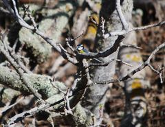 Cyanistes teneriffae degener