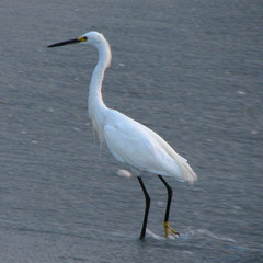 Egretta thula image