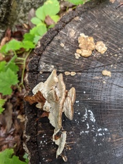 Daedaleopsis styracina