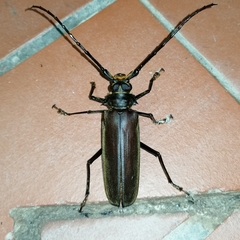 Orthomegas cinnamomeus