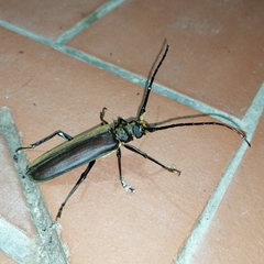 Orthomegas cinnamomeus