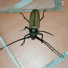 Orthomegas cinnamomeus