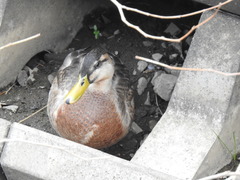 Anas platyrhynchos × zonorhyncha