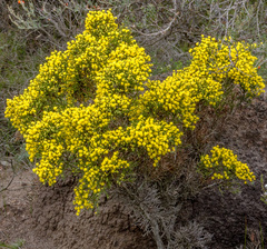 Acacia acellerata