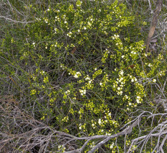 Acacia bidentata