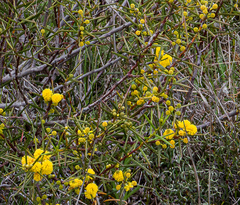 Acacia sphacelata sphacelata