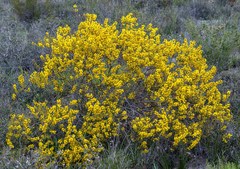 Acacia sphacelata sphacelata