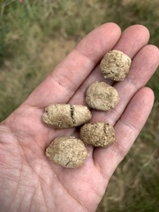 Pedetes capensis