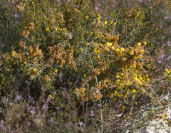 Acacia amputata