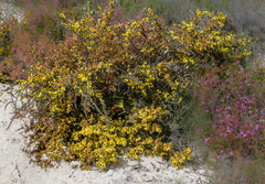 Acacia amputata