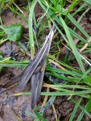 Aves