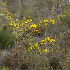 Acacia sphacelata sphacelata