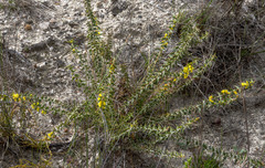 Acacia pycnocephala