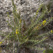 Acacia pycnocephala - Photo (c) vr_vr,  זכויות יוצרים חלקיות (CC BY-NC)