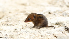 Monodelphis americana