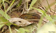 Monodelphis americana
