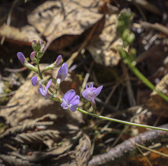 Astragalus silvisteppaceus