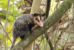 Didelphis aurita