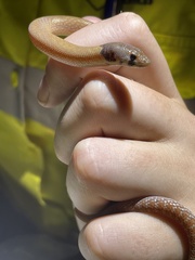 Pygopus steelescotti