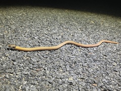 Pygopus steelescotti