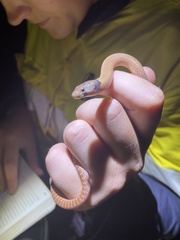 Pygopus steelescotti