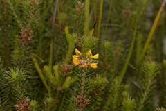 Phyllota squarrosa