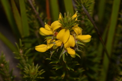 Phyllota squarrosa