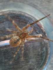 Zoropsis spinimana