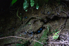 Arachnocampa