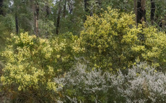 Acacia myrtifolia