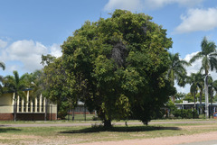 Pleiogynium timoriense