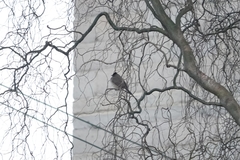 Pycnonotus xanthorrhous