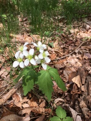 Cardamine diphylla