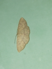 Cyclophora obstataria
