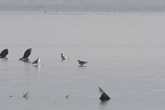 Chroicocephalus ridibundus