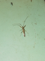 Pachygrontha austrina