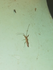 Pachygrontha austrina