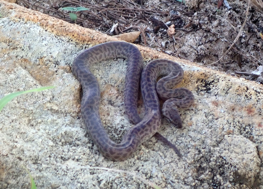 Papuan Spotted Python from Prince of Wales QLD 4875, Australia on ...
