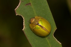 Paropsisterna hectica