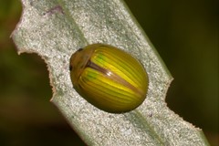Paropsisterna hectica