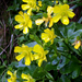 Ranunculus insignis - Photo no hay derechos reservados, subido por Peter de Lange