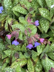 Pulmonaria affinis
