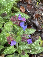 Pulmonaria affinis