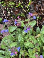 Pulmonaria affinis