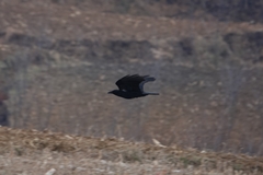 Corvus corone