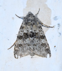 Polymixis rufocincta