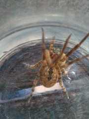 Zoropsis spinimana